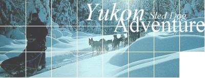 Yukon Sled Dog Adventure